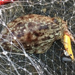 ヘチ釣りとエギング